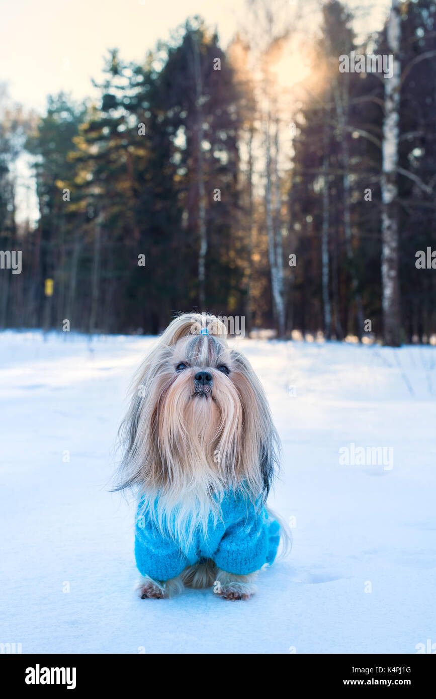 Shih Tzu Hund im blauen Strickpullover Winter Outdoor portrait Stockfoto