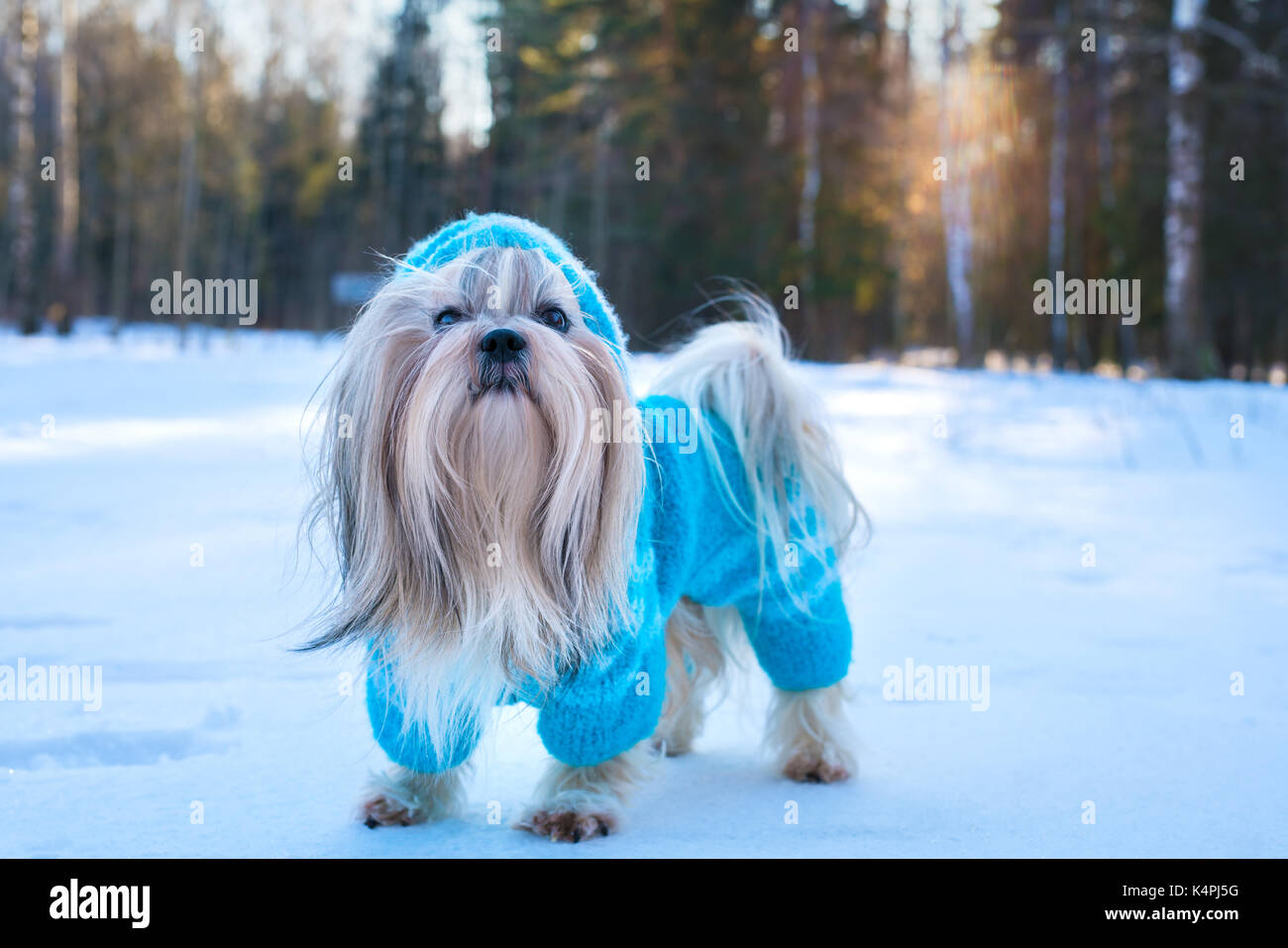 Shih Tzu Hund im blauen Strickpullover Winter Outdoor portrait Stockfoto