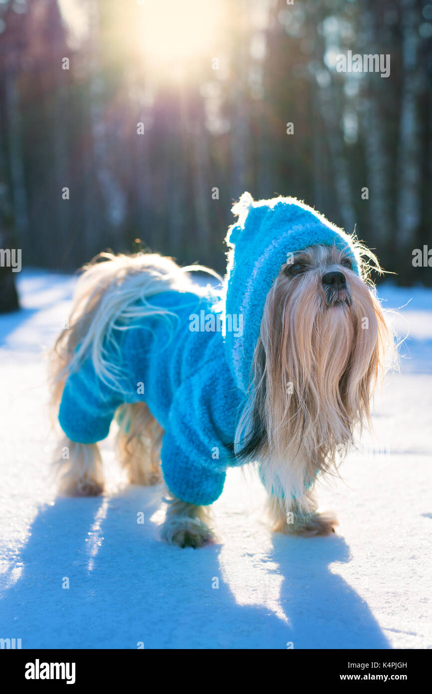 Shih Tzu Hund in Blau in Form gestrickter Pullover mit Kapuze Winter draußen Portrait Stockfoto