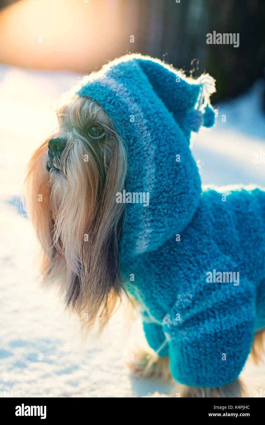 Shih Tzu Hund in Blau in Form gestrickter Pullover mit Kapuze Winter draußen Portrait Stockfoto