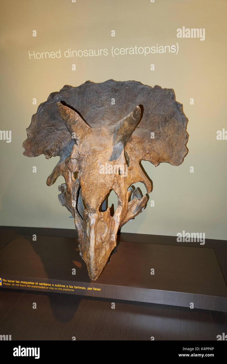 Wiederaufbau der Triceratops Schädel an Jurassic Museum von Asturien. Colunga. Spanien. Stockfoto