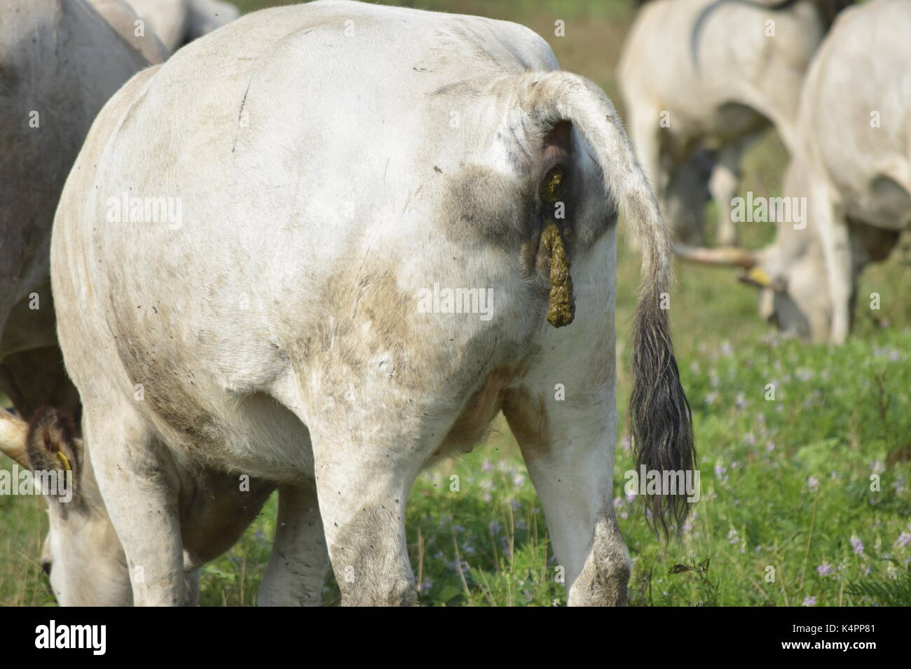 Kuh auf der Wiese ausscheidet Stockfoto