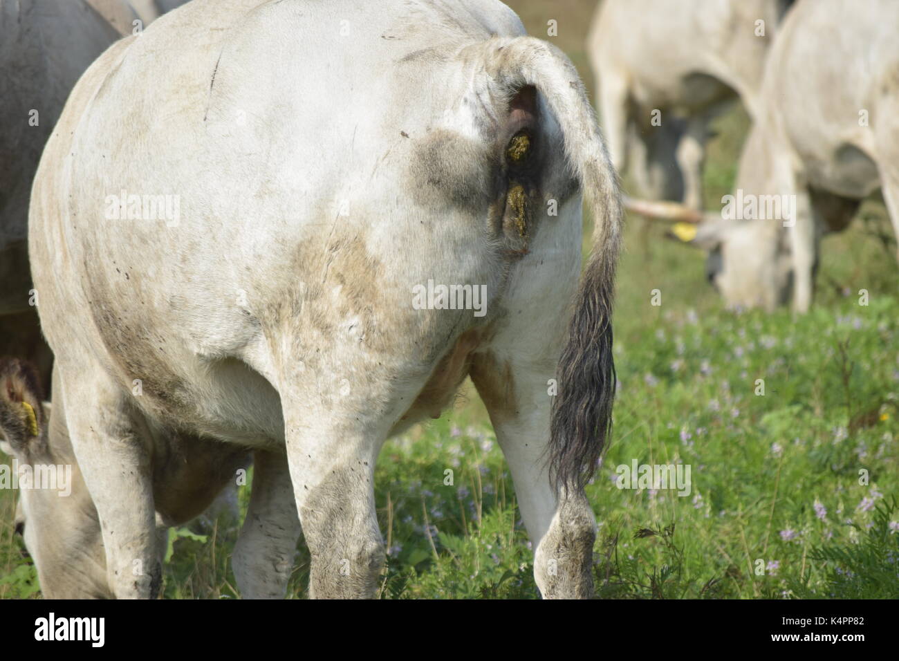 Kuh auf der Wiese ausscheidet Stockfoto