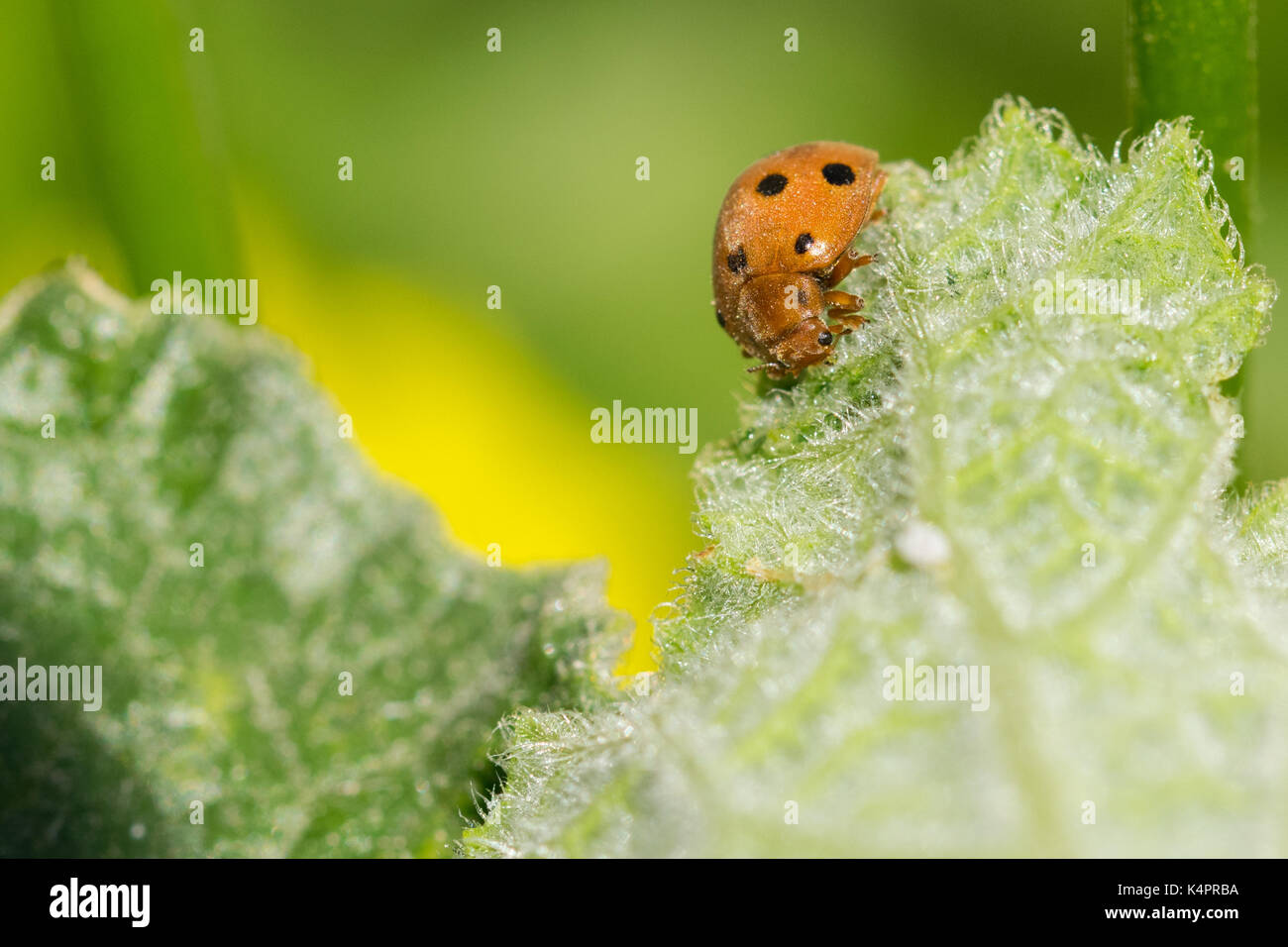 Orange Kürbis Marienkäfer (Henosipalachna elaterii) Fütterung auf die Blätter einer squirting Gurke (Ecballium elaterium) in der maltesischen Landschaft, Malta Stockfoto