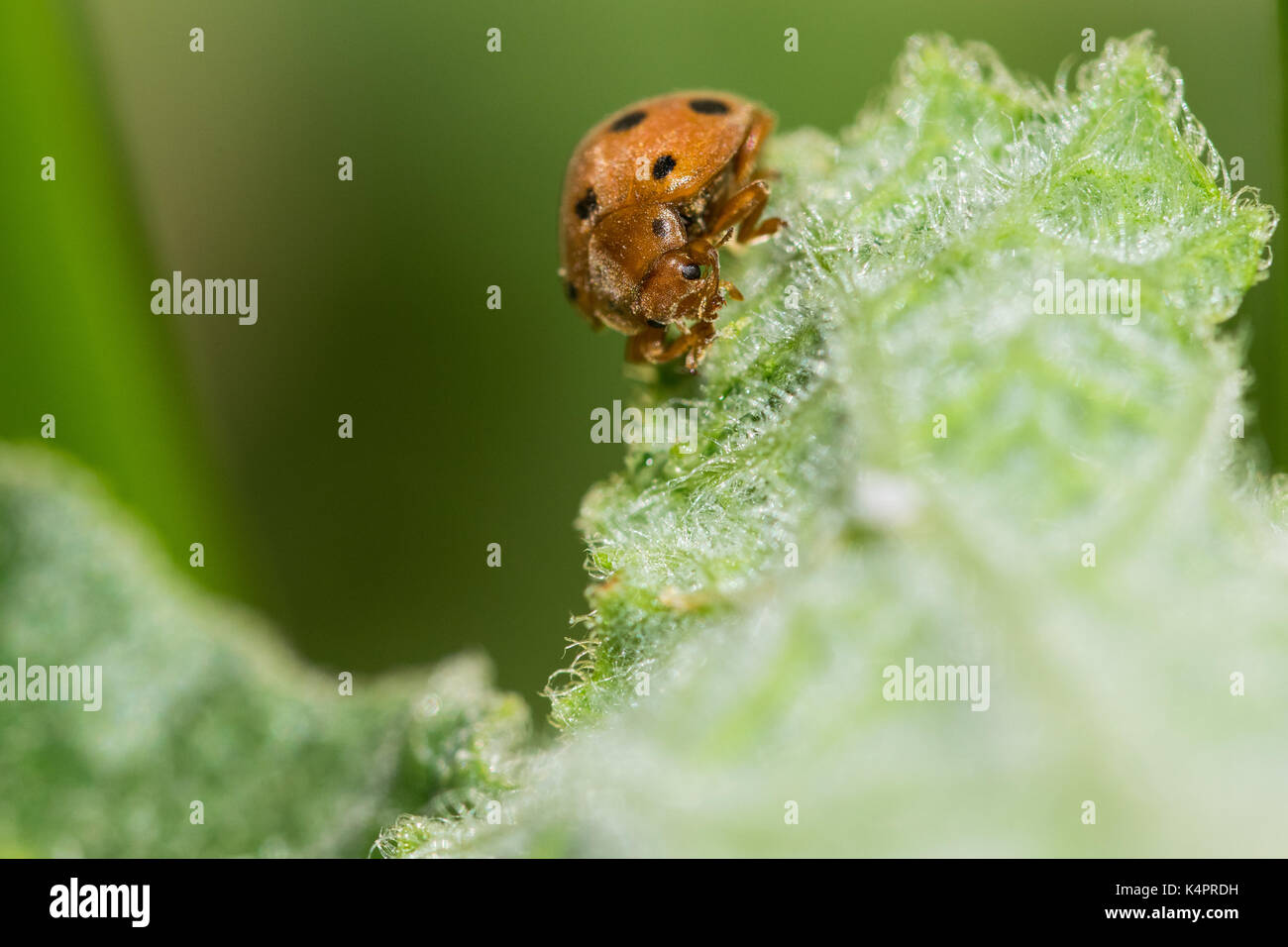 Henosipalachna Elaterii Stockfotos und bilder Kaufen Alamy