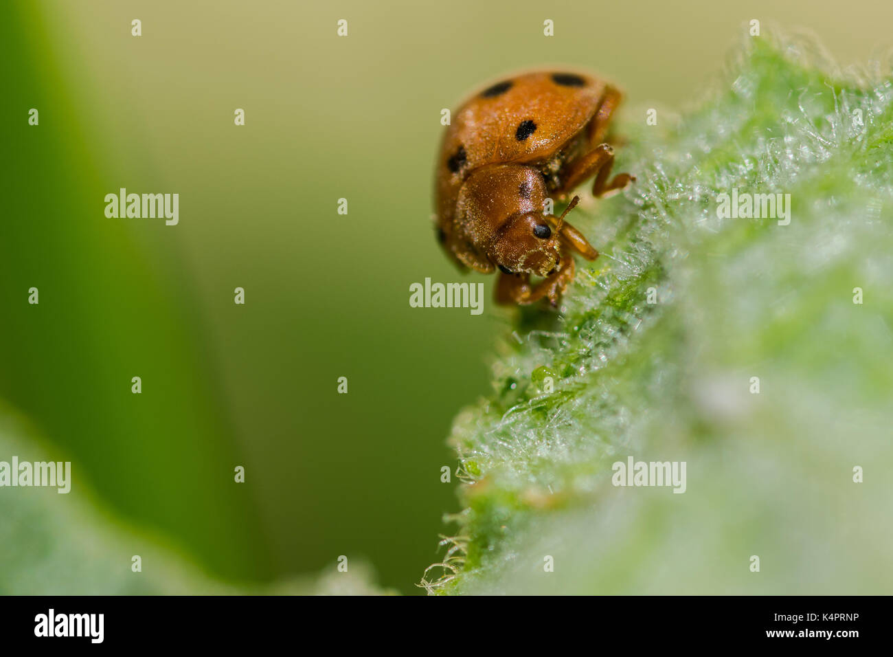 Orange Kürbis Marienkäfer (Henosipalachna elaterii) Fütterung auf die Blätter einer squirting Gurke (Ecballium elaterium) in der maltesischen Landschaft, Malta Stockfoto