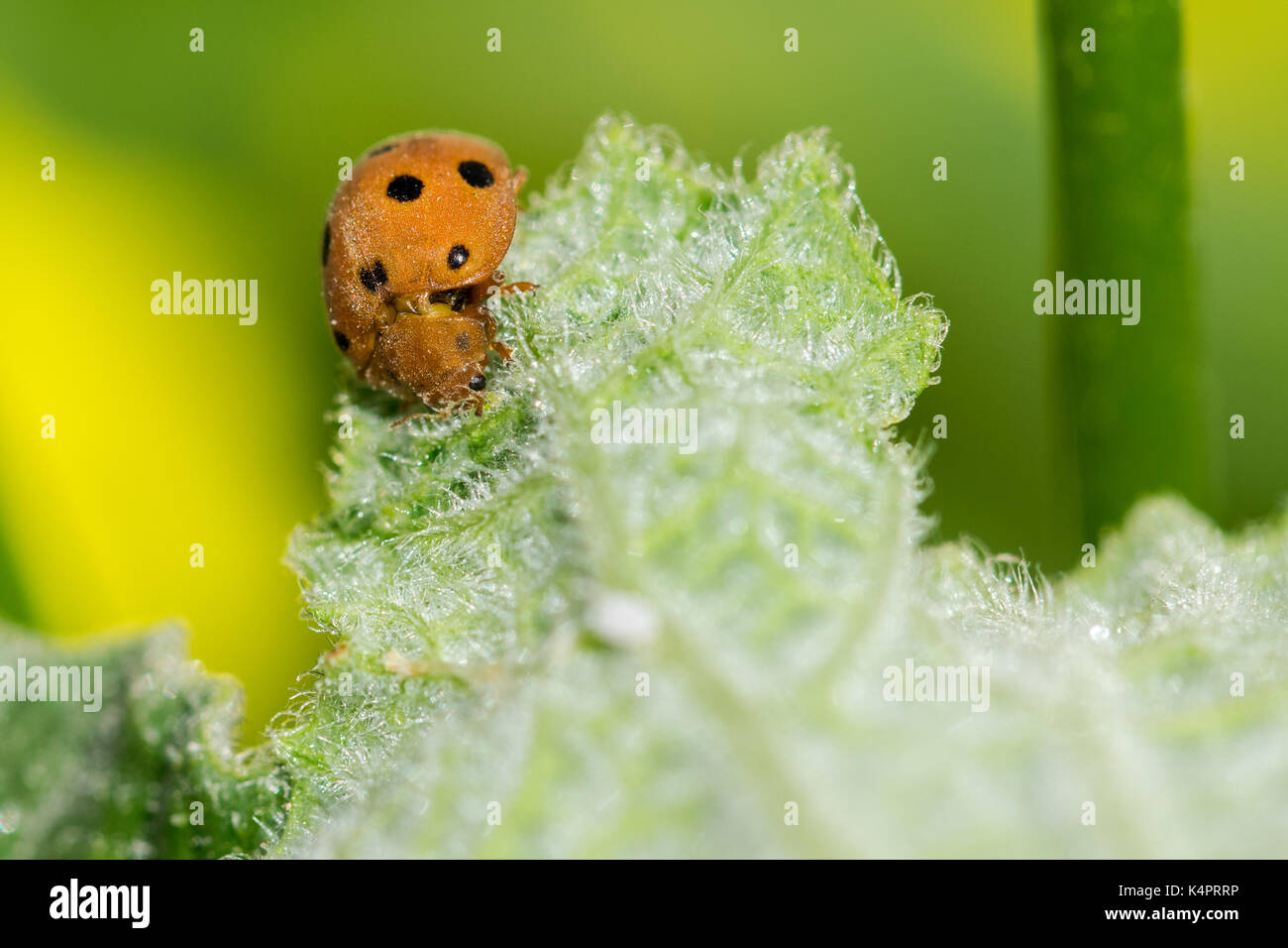 Orange Kürbis Marienkäfer (Henosipalachna elaterii) Fütterung auf die Blätter einer squirting Gurke (Ecballium elaterium) in der maltesischen Landschaft, Malta Stockfoto