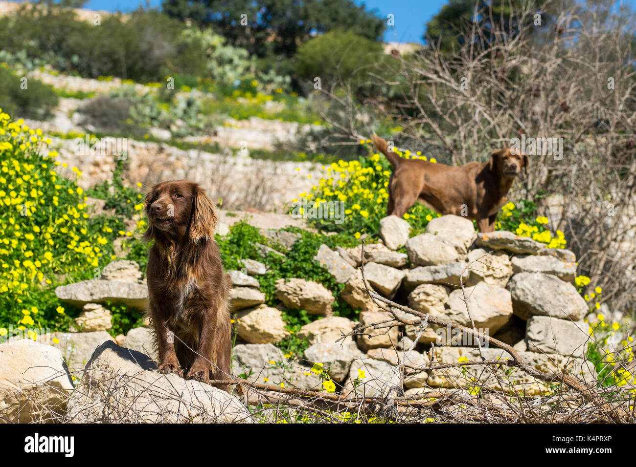Zwei braune Springer Hunde bewachen ein Feld in der maltesischen Landschaft an einem sonnigen Wintertag, Malta. Stockfoto