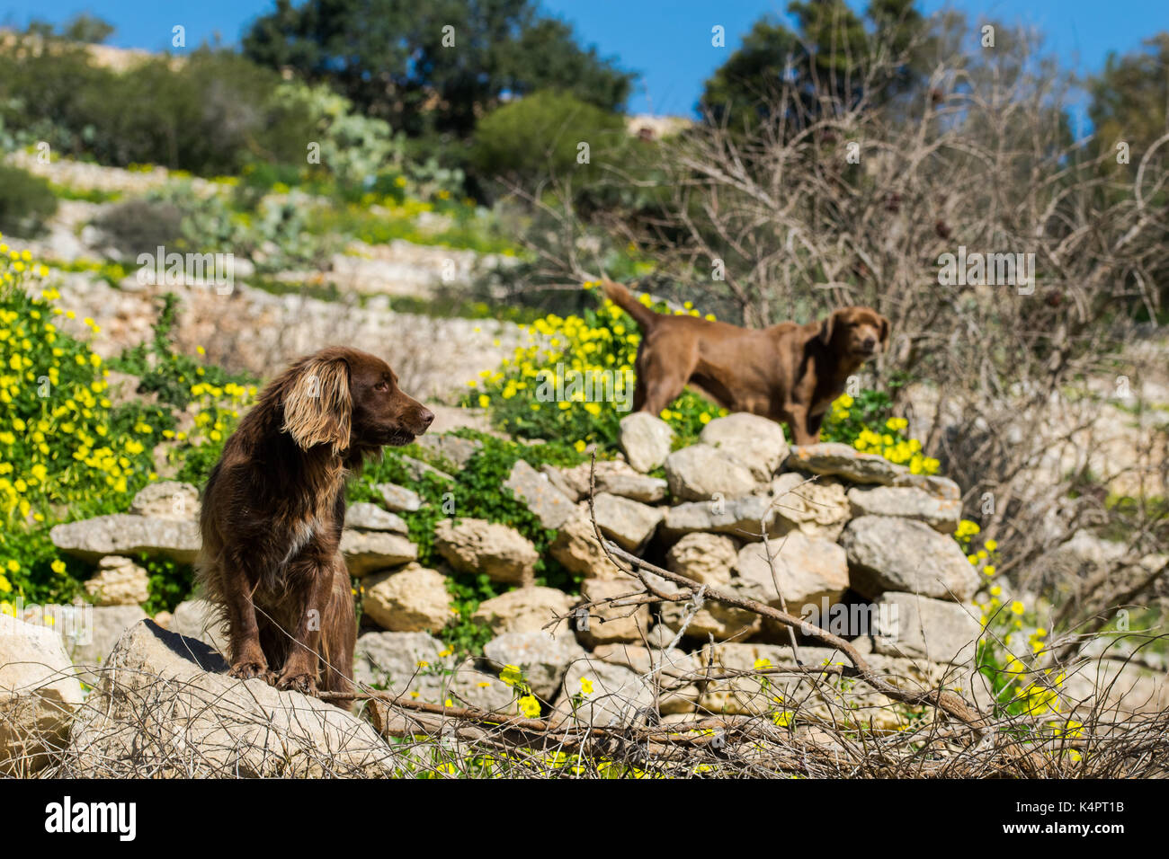 Zwei braune Springer Hunde bewachen ein Feld in der maltesischen Landschaft an einem sonnigen Wintertag, Malta. Stockfoto