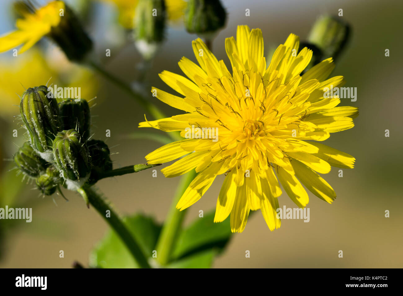 Eine gelbe Blume, glatte Gänsedistel Sonchus oleraceaus, in der Blüte der Maltesischen Inseln während einer schönen Wintertag. Malta Stockfoto