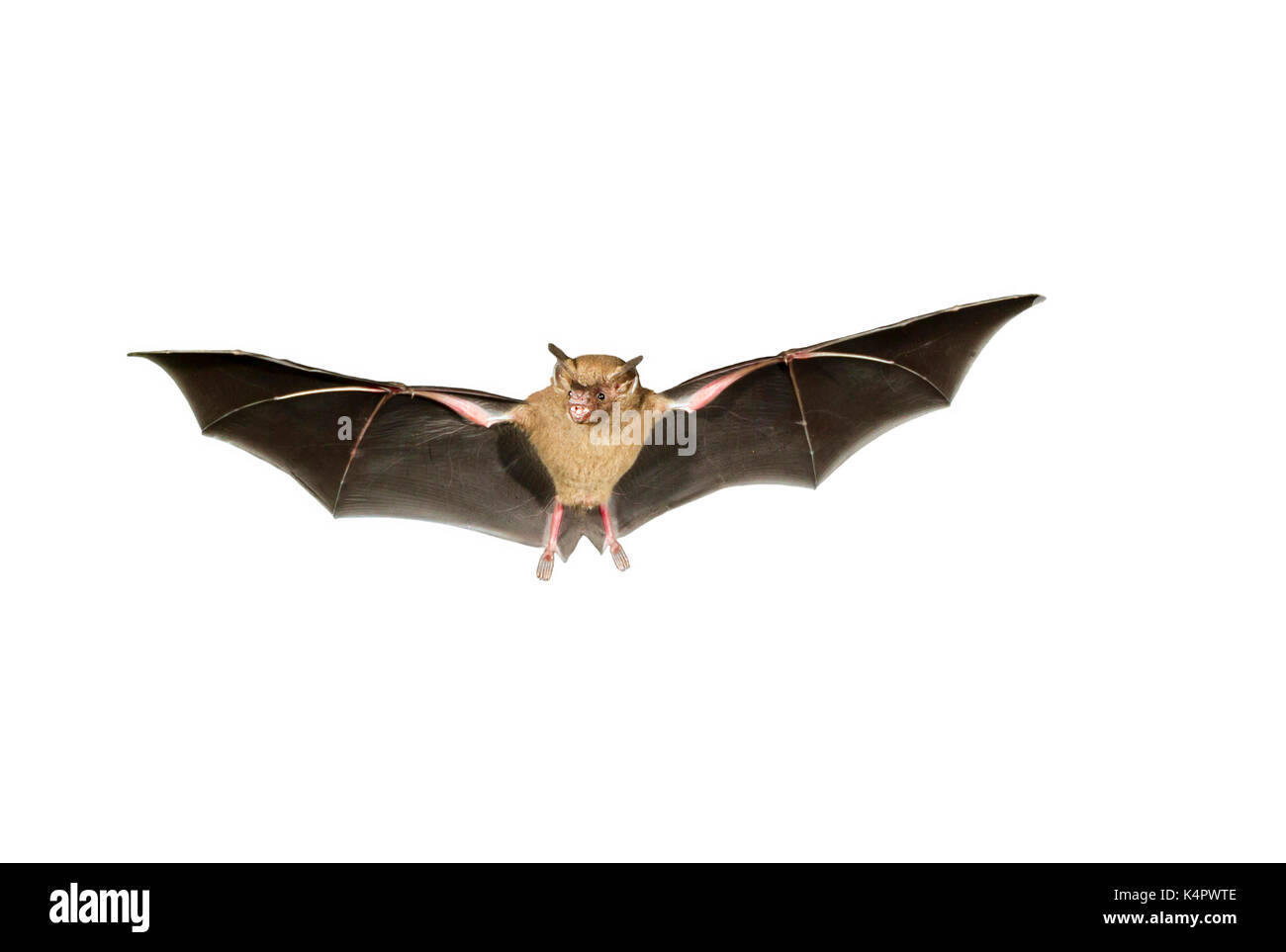 Sebas Kurzschwanz-Fledermaus (Carollia perspicillata), isoliert auf weißem Hintergrund. Stockfoto