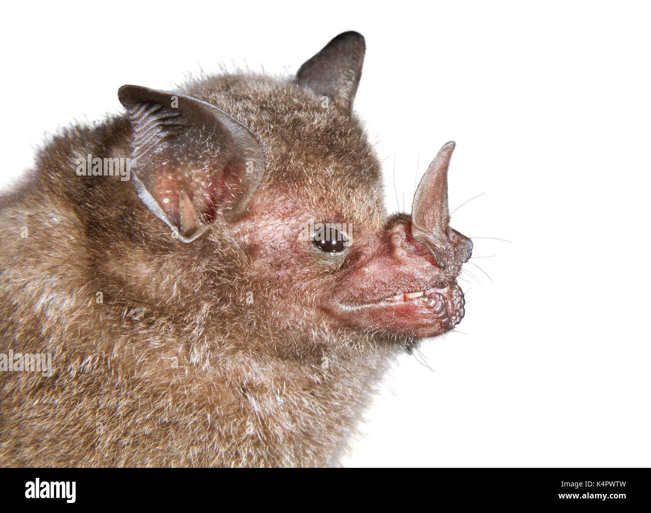 Seba's Short-tailed Obst bat (Carollia perspicillata) Porträt, auf weißem Hintergrund. Stockfoto