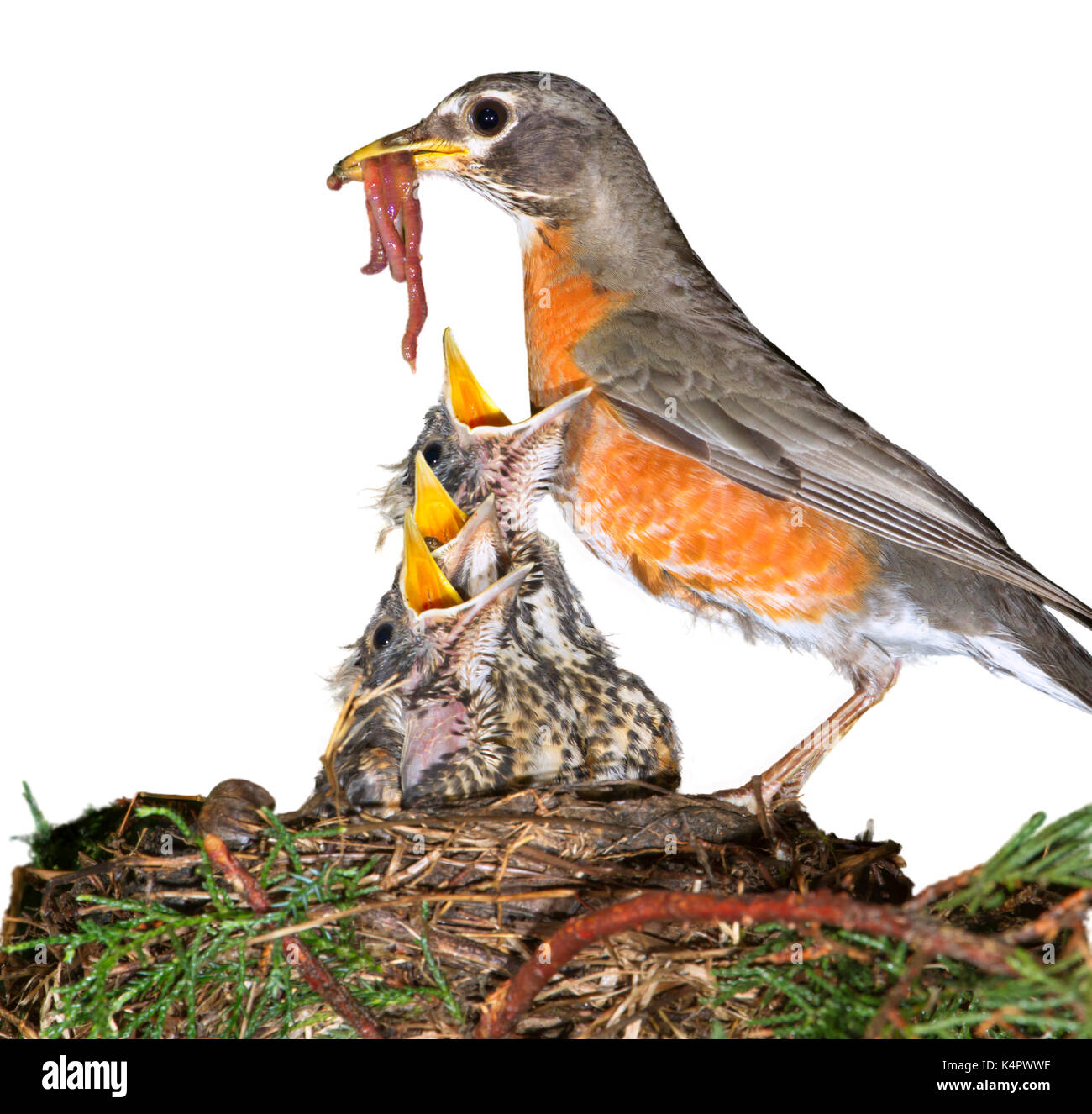 American Robin (Turdus migratorius) Ernährung Nestlinge, auf weißem Hintergrund. Stockfoto
