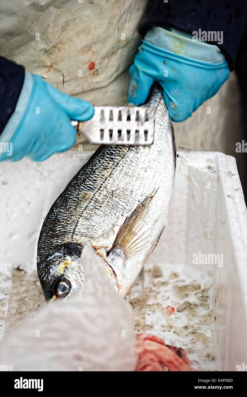 Dorade für Client auf dem Fischmarkt gereinigt Stockfoto