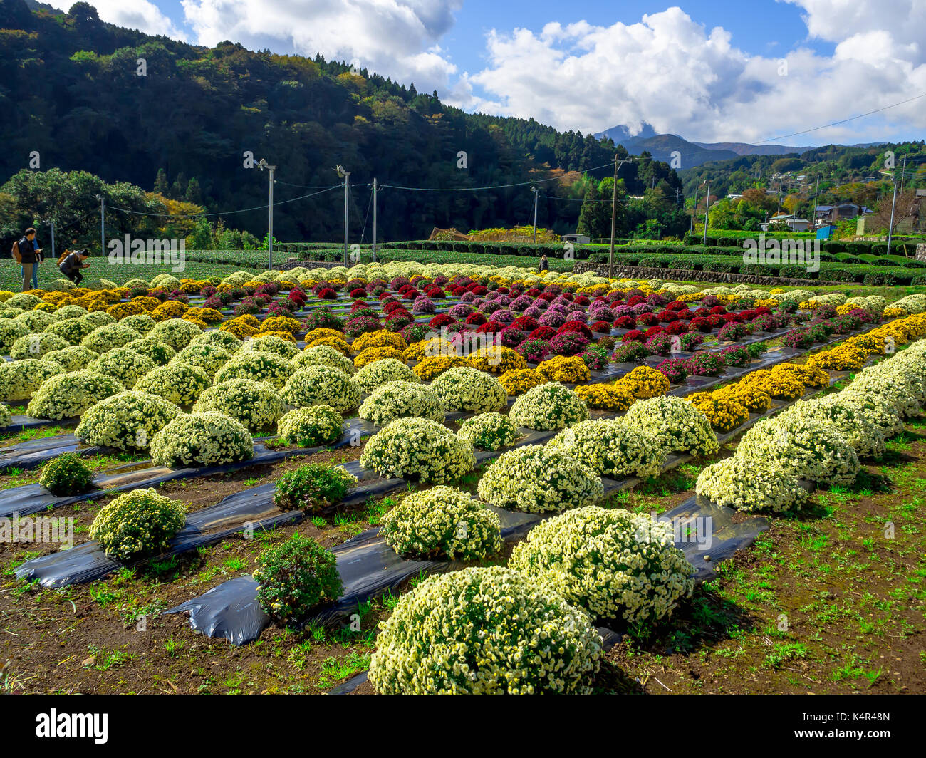Lavender Fields Furano Hokkaido Japan Stockfotos und bilder Kaufen Alamy