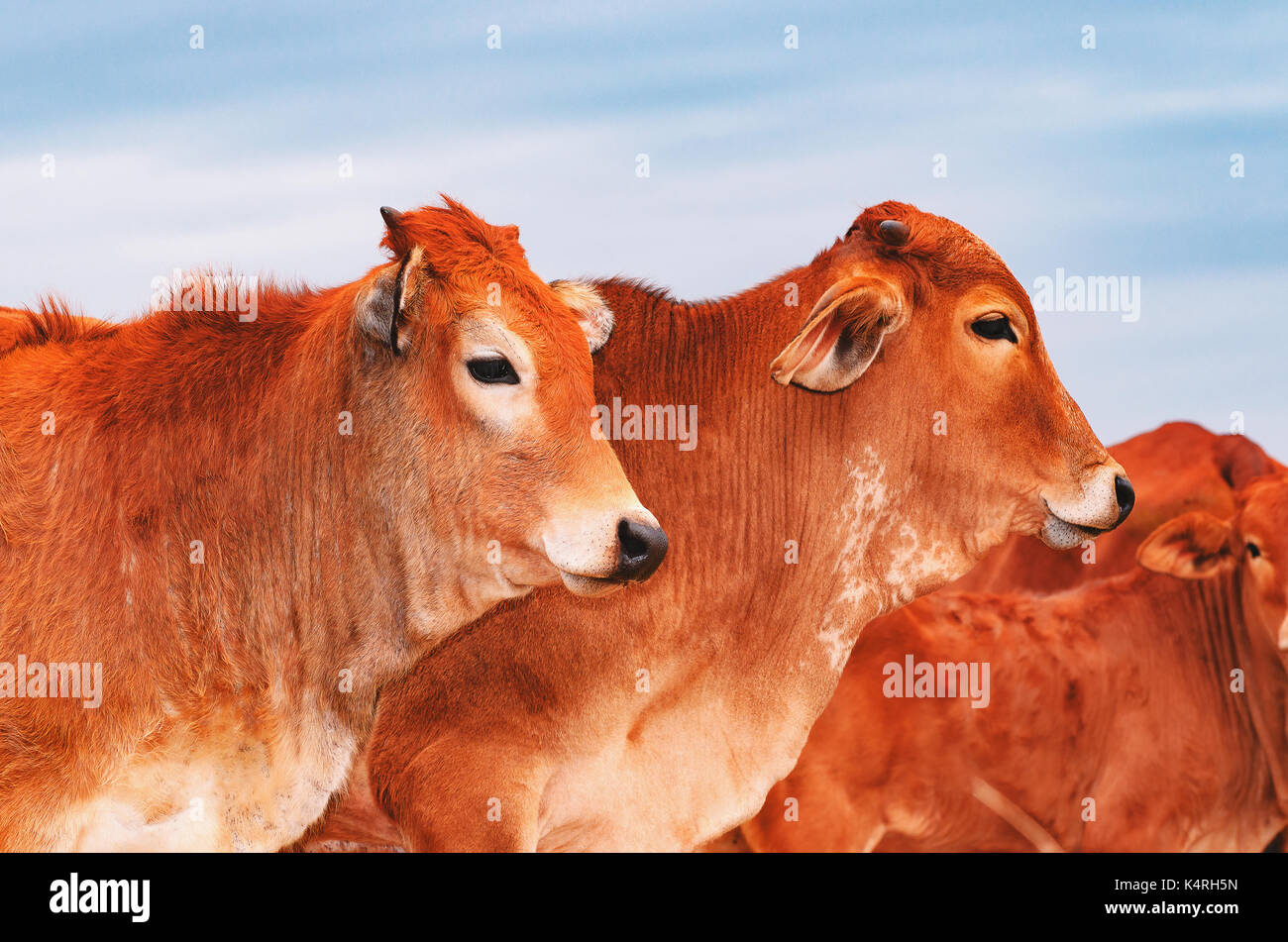 Schöne braune Kälber in einer Herde der Tiere. Tiere aus der Zucht von einem Bauernhof. Stockfoto