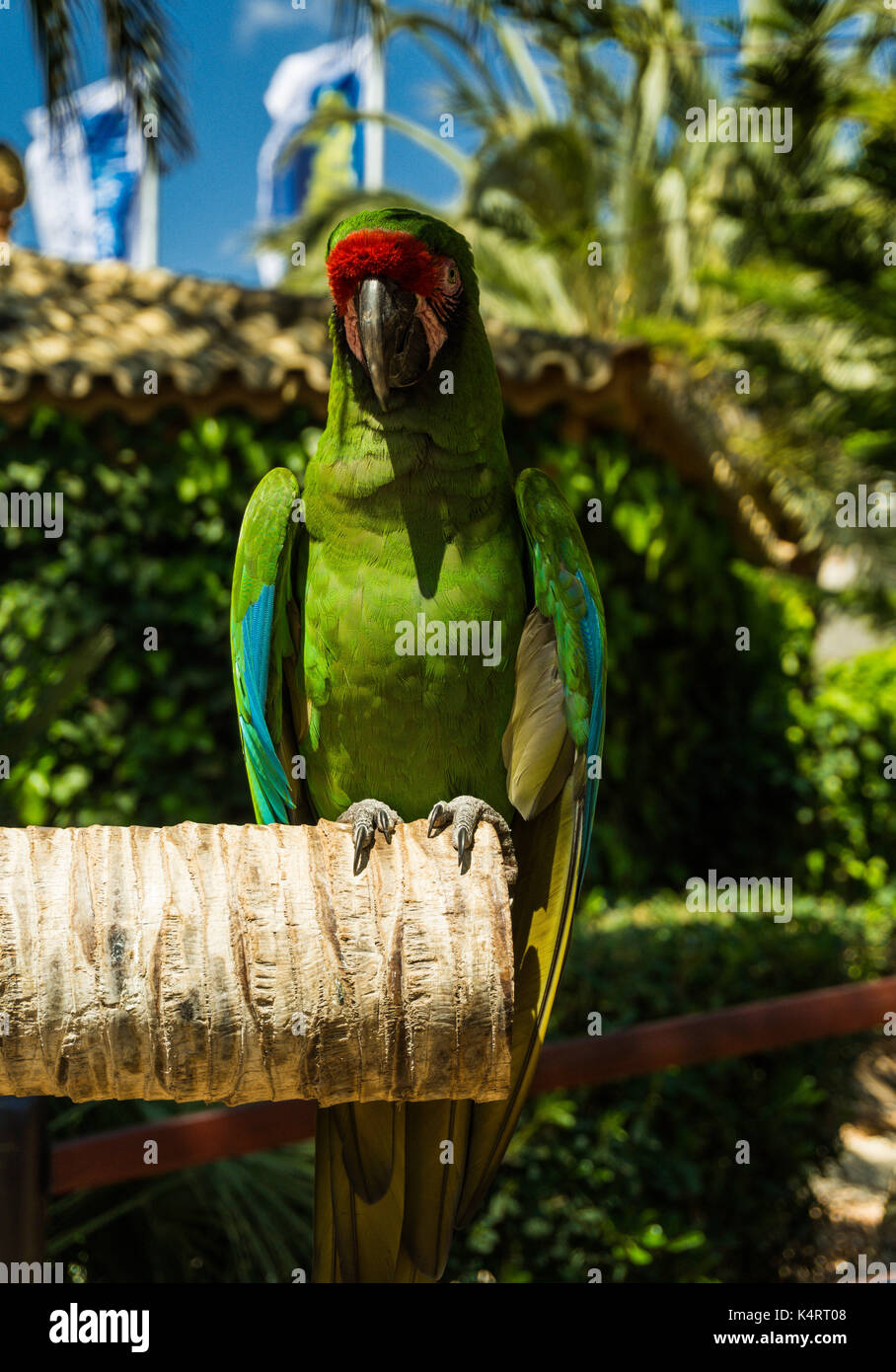 Parrot Sarah im Marineland Mallorca Stockfoto