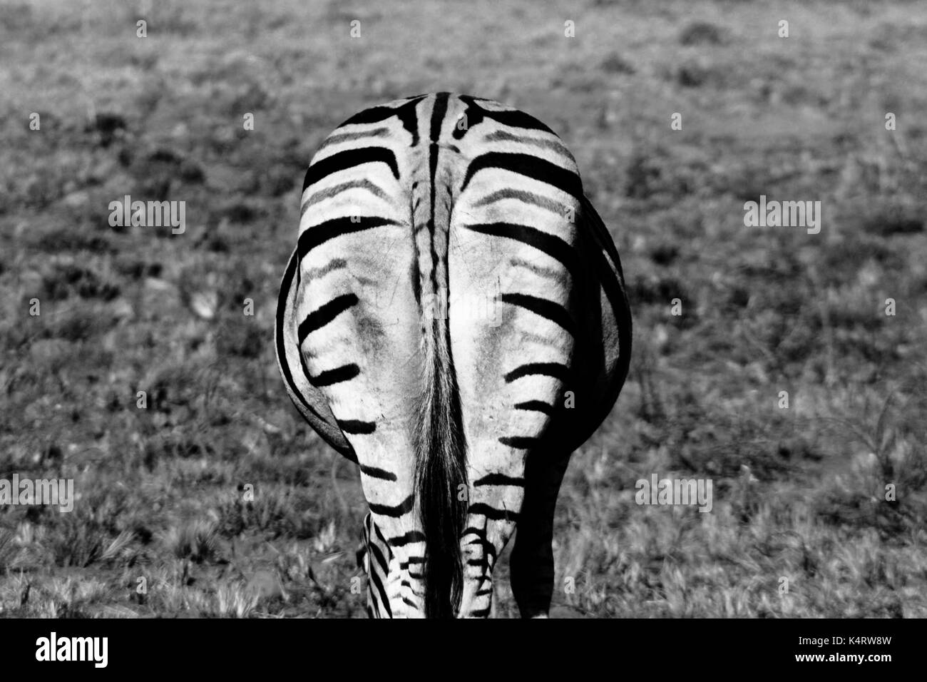 Das Monochrome Burchell's Zebra Rückseite im Pilanesberg National Park, Südafrika Stockfoto