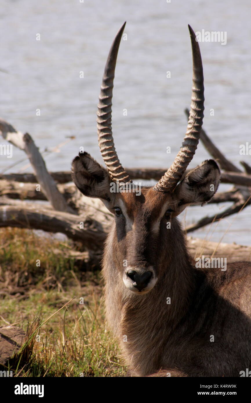 Wasserböcke und starrte die Kamera im Pilanesberg National Park, Südafrika Stockfoto