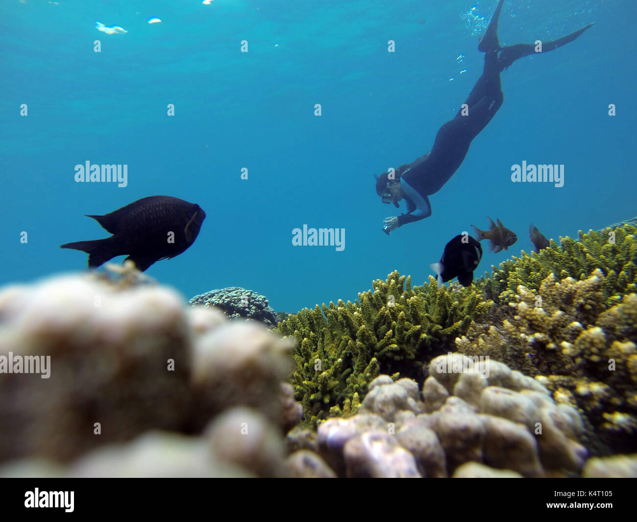 Schnorchler Unterwasserwelt mit Fischen und Korallen, Erscott's Loch, Lord Howe Island, NSW, Australien. Keine MR oder PR Stockfoto
