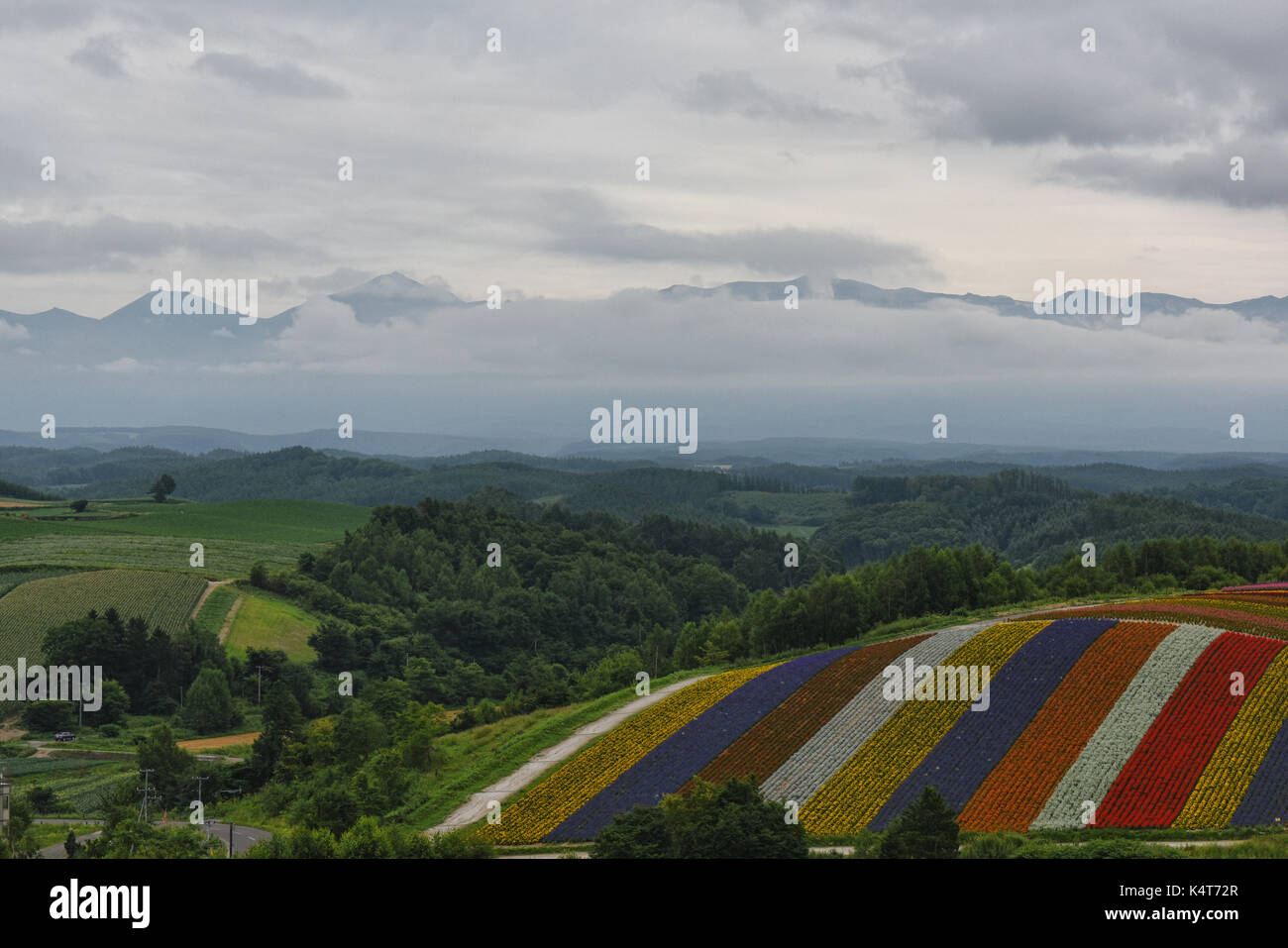 Die Rainbow flower Bereichen Shikisai keine Oka unter Mount Tokachidake und der Daisetsuzan, Hokkaido, Japan Stockfoto