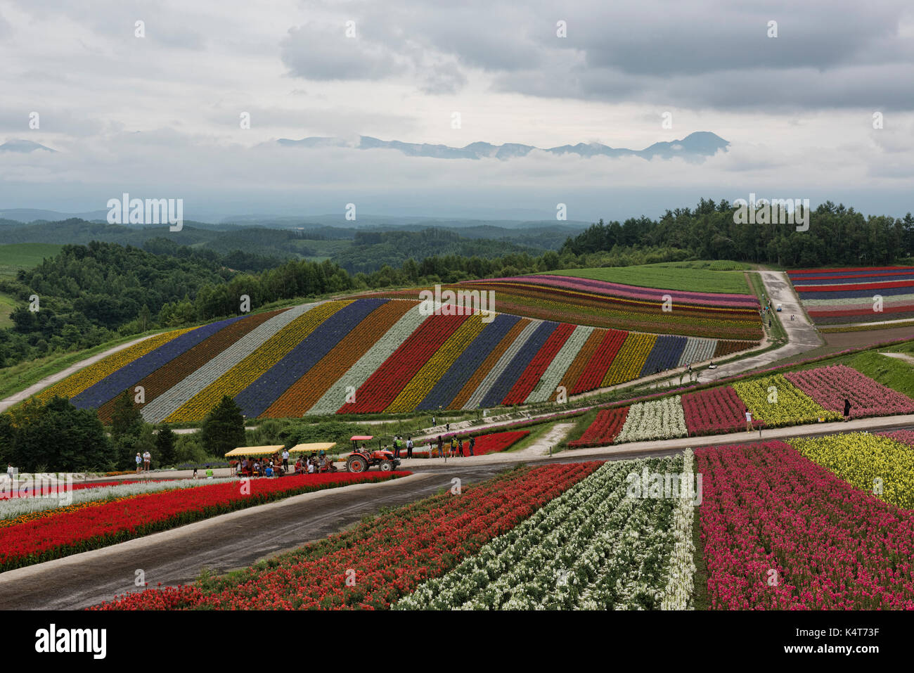 Die Rainbow flower Bereichen Shikisai keine Oka unter Mount Tokachidake und der Daisetsuzan, Hokkaido, Japan Stockfoto