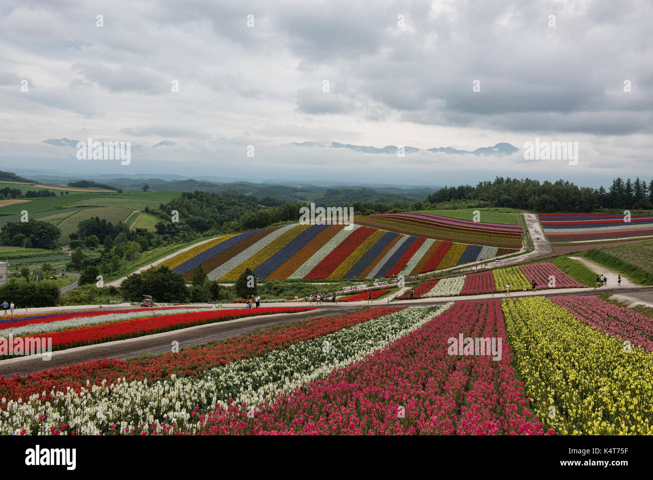 Die Rainbow flower Bereichen Shikisai keine Oka unter Mount Tokachidake und der Daisetsuzan, Hokkaido, Japan Stockfoto