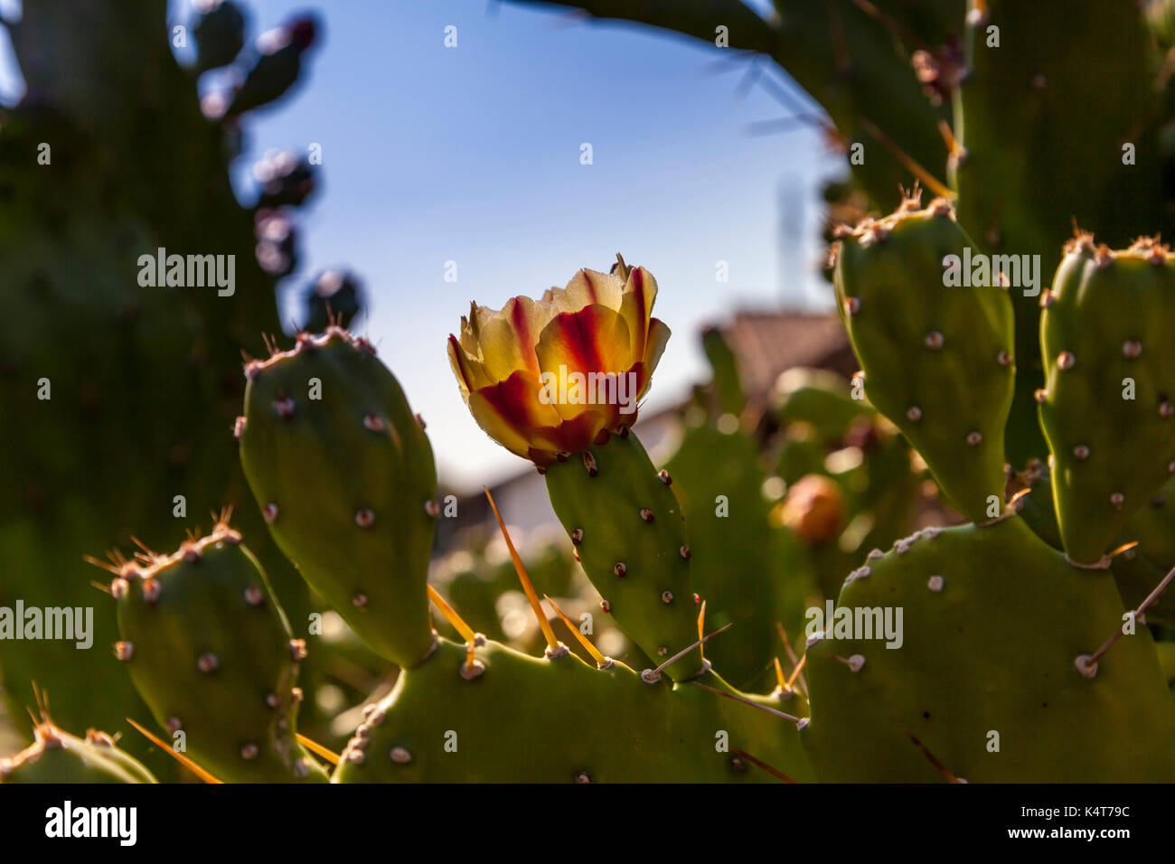 Kaktus Blumen innerhalb der Mission San Francisco Solano Garten, Sonoma, CA, USA Stockfoto