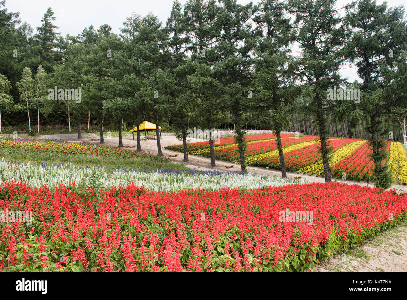 Rainbow Felder von ringelblumen und Scharlach und Salbei am Saika keine Sato Lavender Farm in Naka-Furano, Hokkaido, Japan Stockfoto