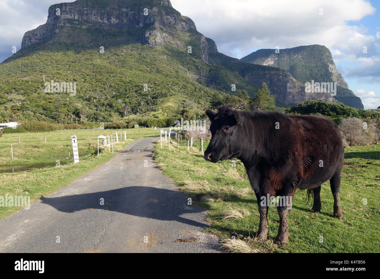 Kuh unter Mt und Mt Lidgbird Gower, Lord Howe Island, NSW, Australien. Keine PR Stockfoto
