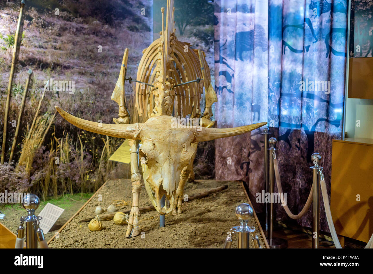 Steppe bison oder Bison priscus Skelett im Museum Stockfoto