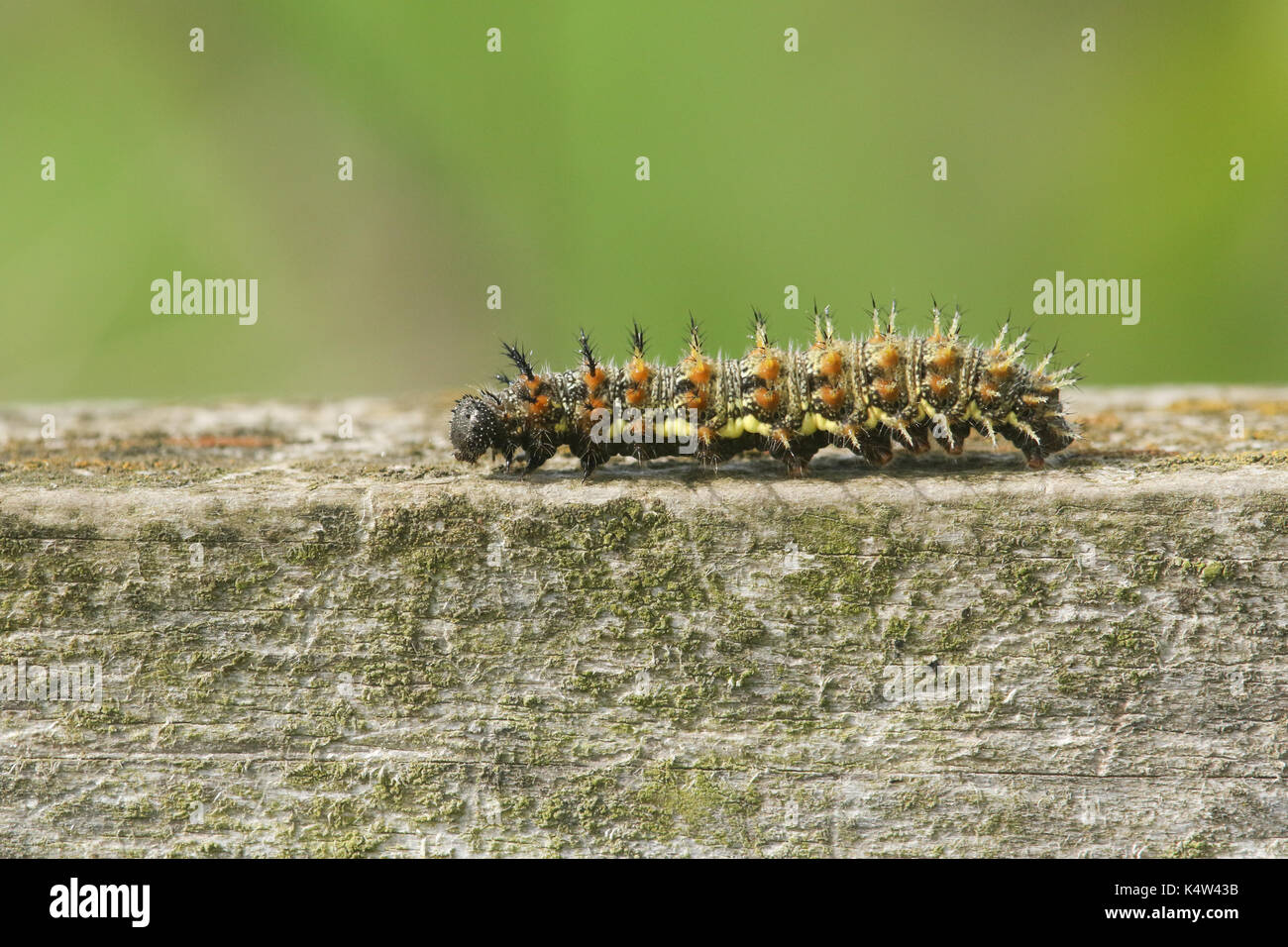 Ein roter Admiral Caterpillar (Vanessa atalanta), der schnell an einem Holzzaun entlang geht. Stockfoto