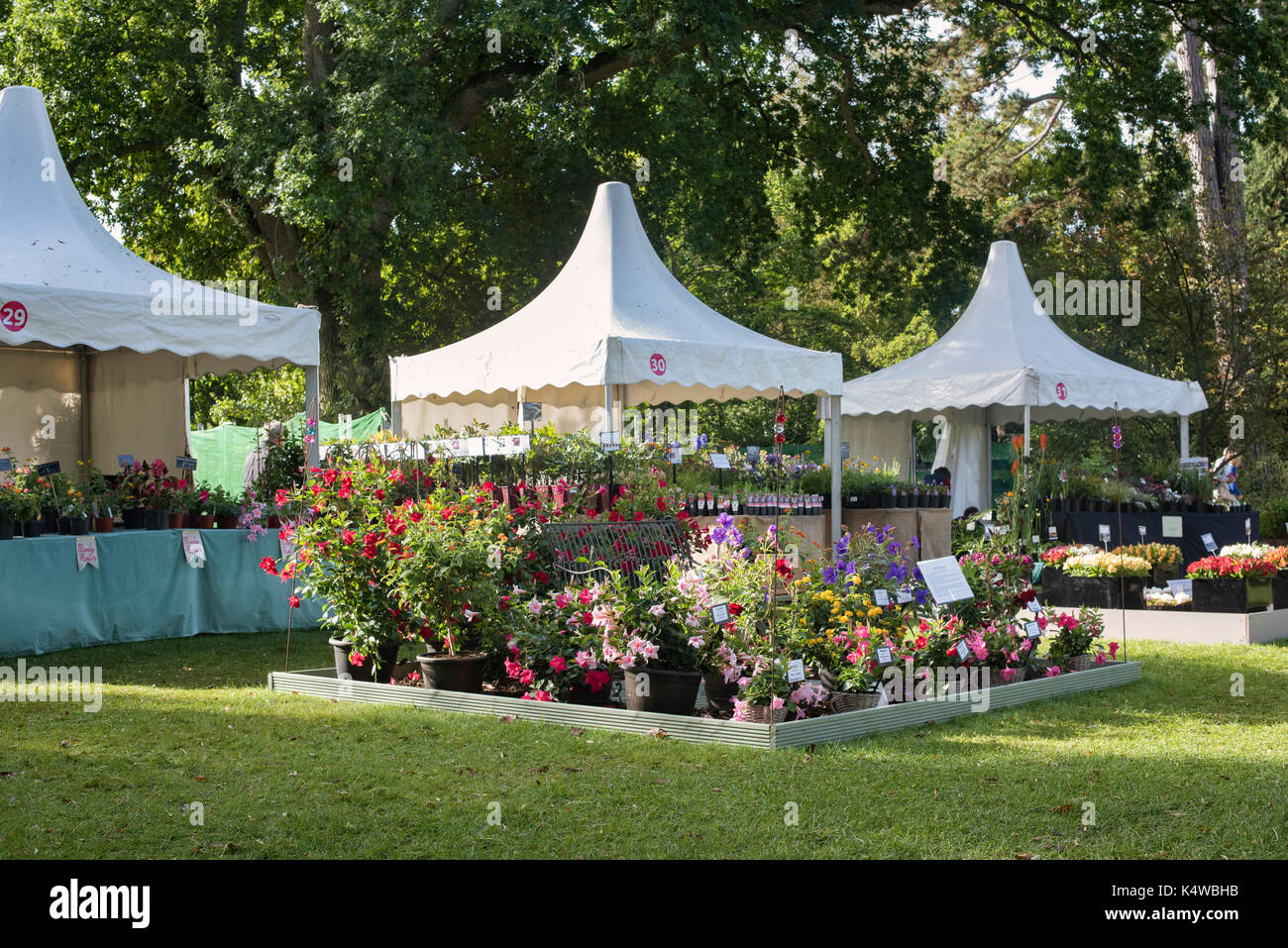RHS Wisley Flower Show 2017. RHS Wisley Gardens, Surrey, Großbritannien Stockfoto