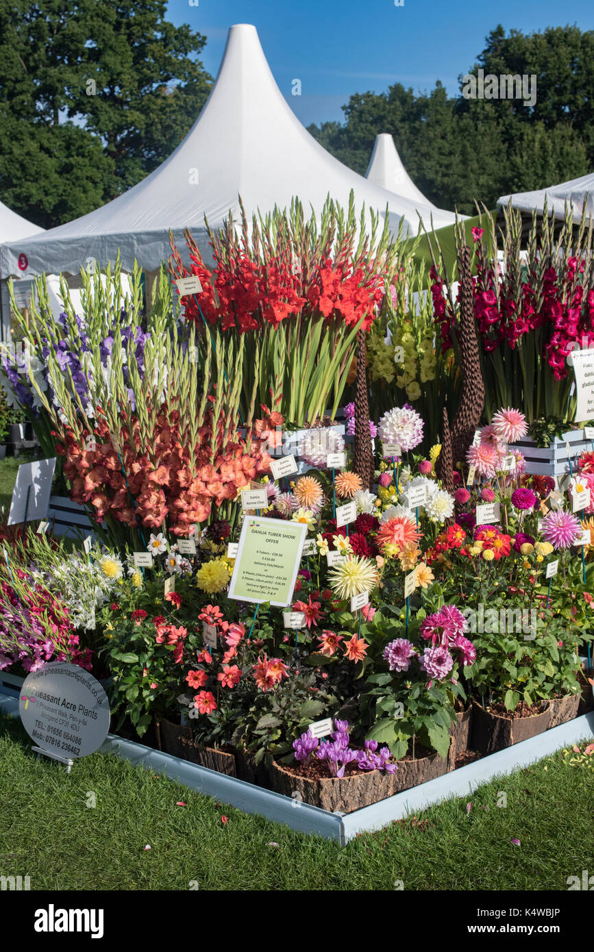 RHS Wisley Flower Show 2017. RHS Wisley Gardens, Surrey, Großbritannien Stockfoto