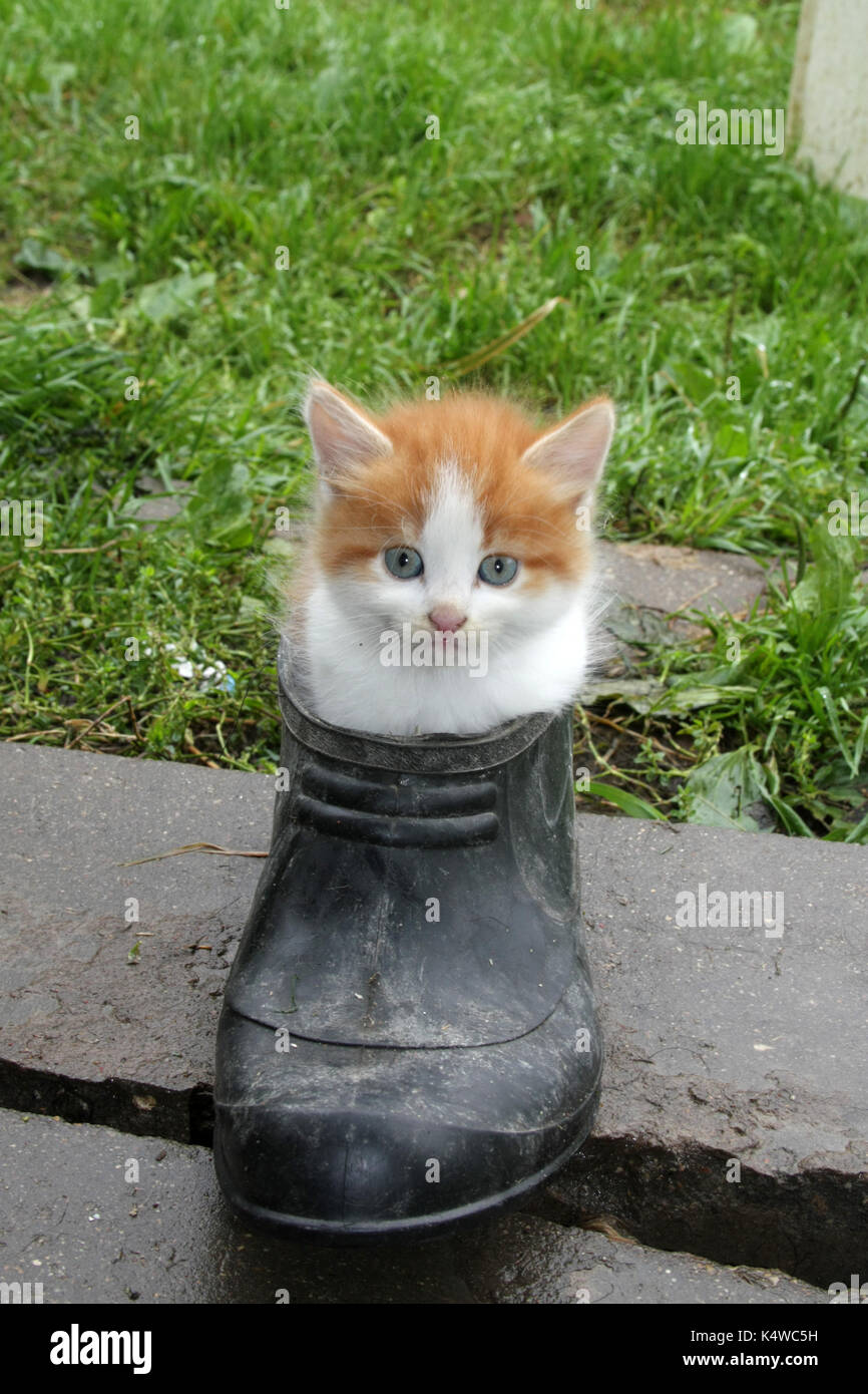 Das Kätzchen spielt mit Outdoor Schuhe Stockfoto