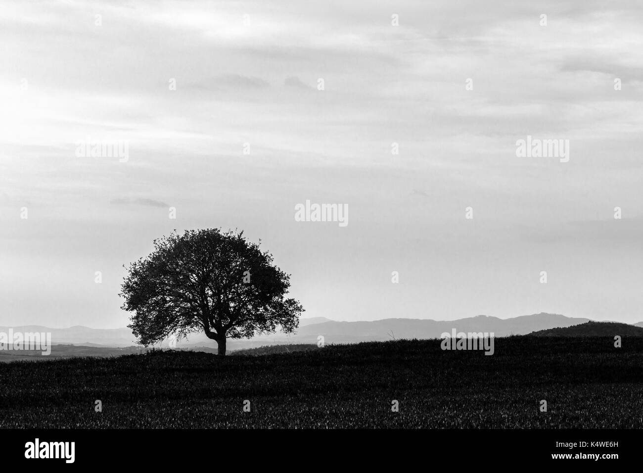 Toskana Landschaft, mit einer isolierten Baum auf einer Wiese Stockfoto