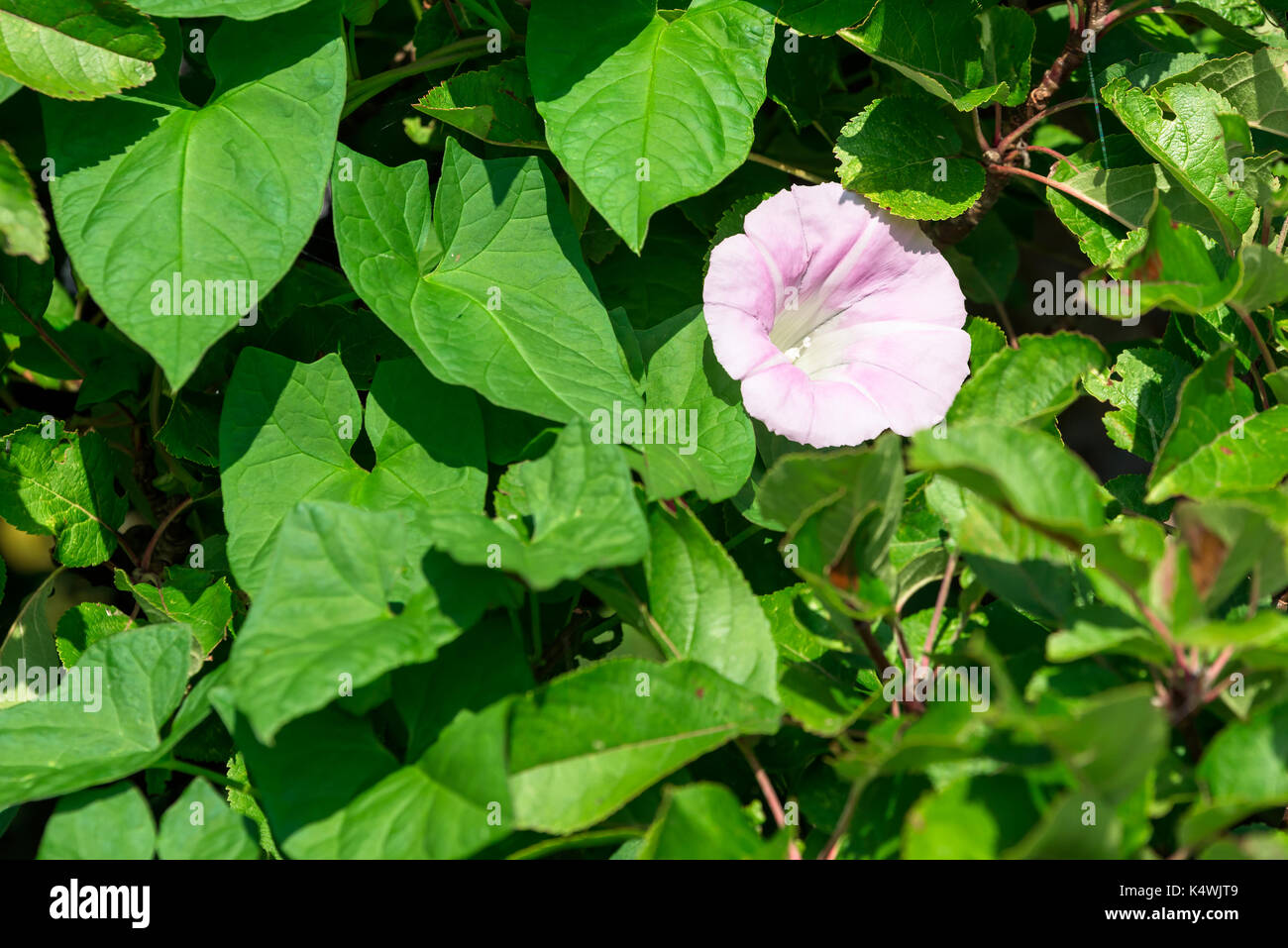 Eine leichte rosa Pastell morning glory Blume unter den grünen Blättern. Stockfoto