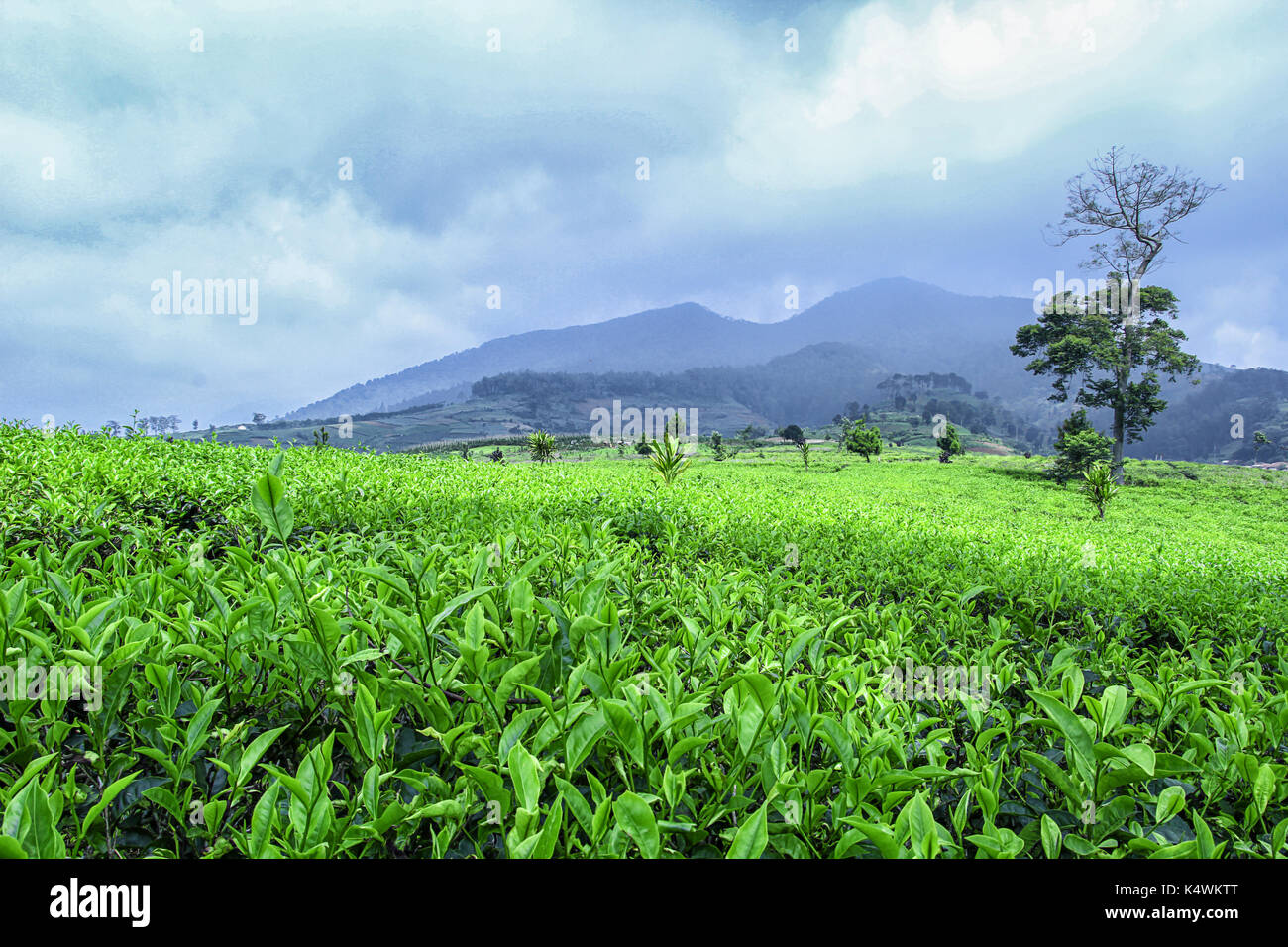 Tee Plantage mit bewölkt blauer Himmel und die Berge Stockfoto