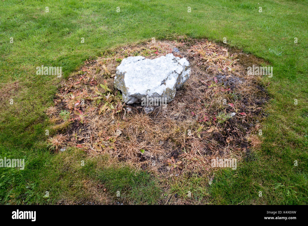 Tote Gras um einen Kalkstein getötet durch Spritzen Unkrautvernichtungsmittel um den Stein herum entlang einer gemeinsamen Pfad in Flintshire, Wales Stockfoto