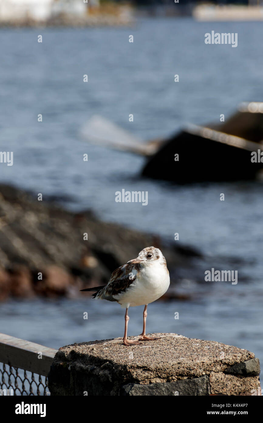Western Sandpiper Vogel close-up Stockfoto