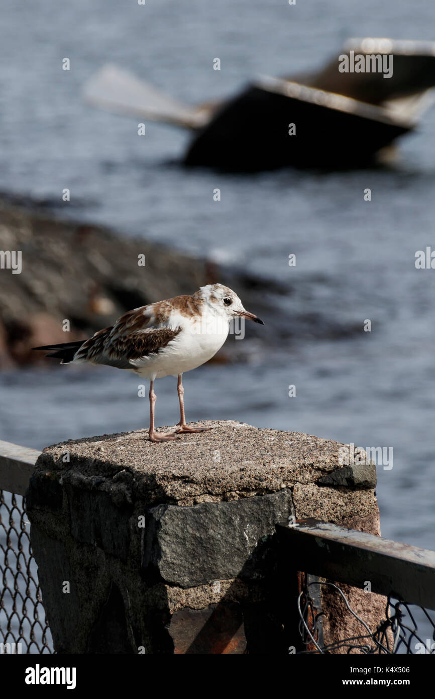 Western Sandpiper Wild Bird Nahaufnahme Stockfoto
