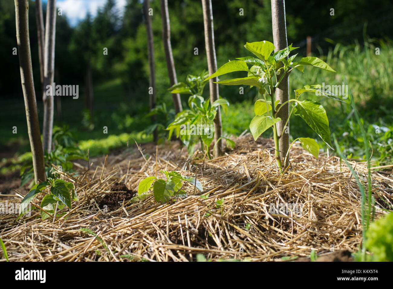Junge "Capsicum" Pflanzen im Garten mit Stroh Laubdecke bedeckt vor Austrocknung und Unkrautbekämpfung zu schützen. Stockfoto