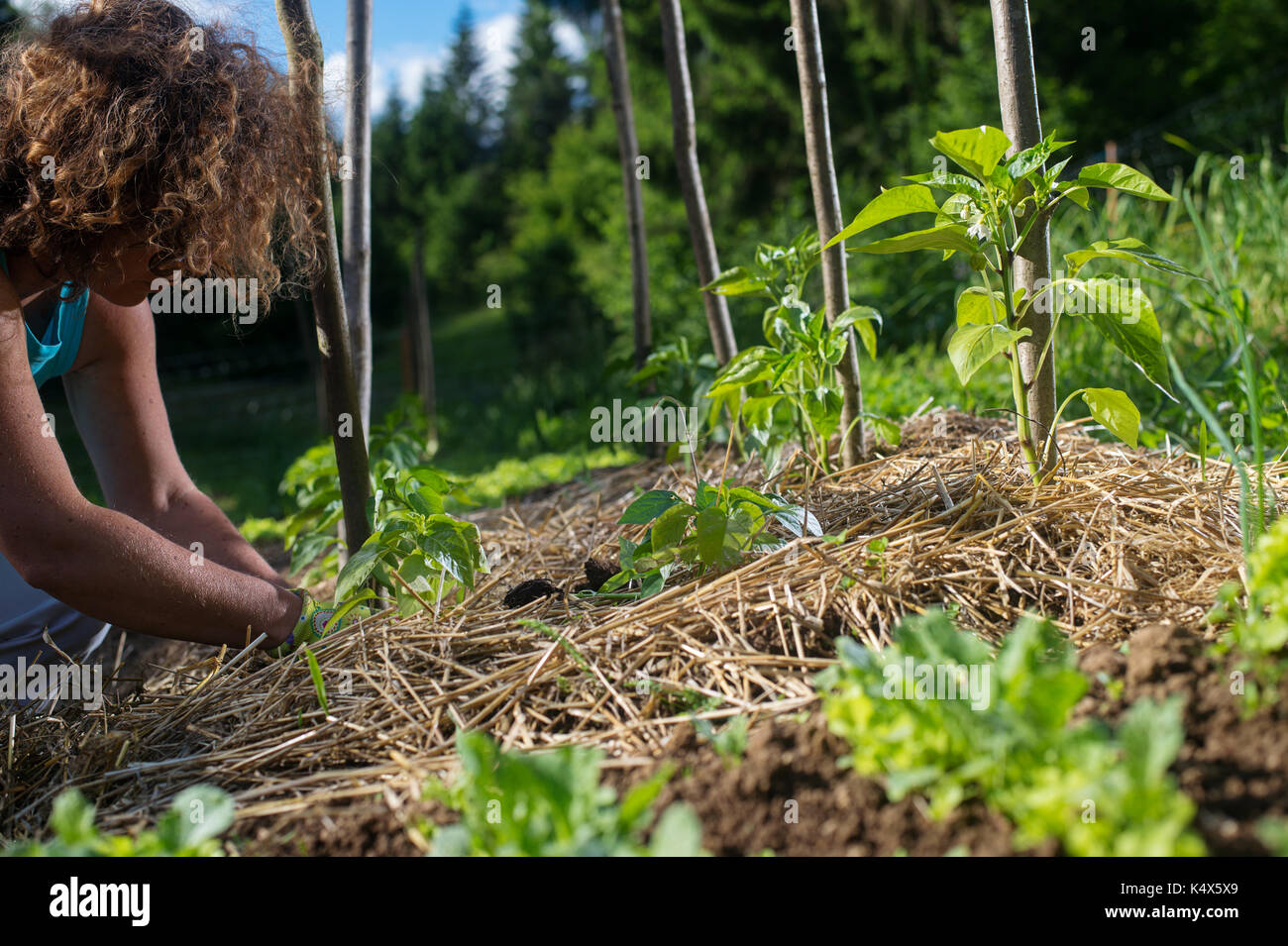 Die Jungen Capsicum Pflanzen Mit Stroh Laubdecke Austrocknen