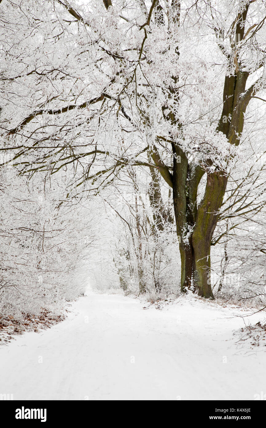 Ländliche Straße im Winter verschneite Landschaft oder Raureif auf den Ästen der Bäume Stockfoto