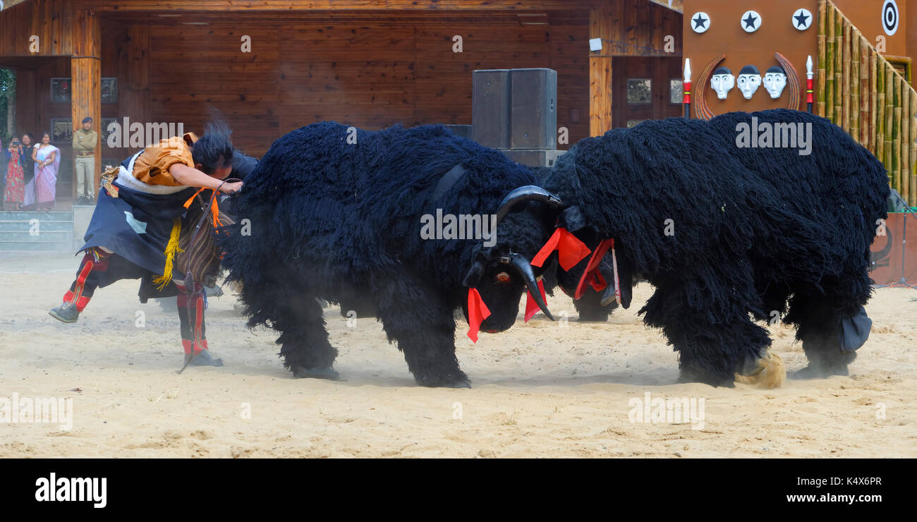 Stammes-Ritual tanzt an der Hornbill Festival, Kohima, Nagaland, Indien Stockfoto