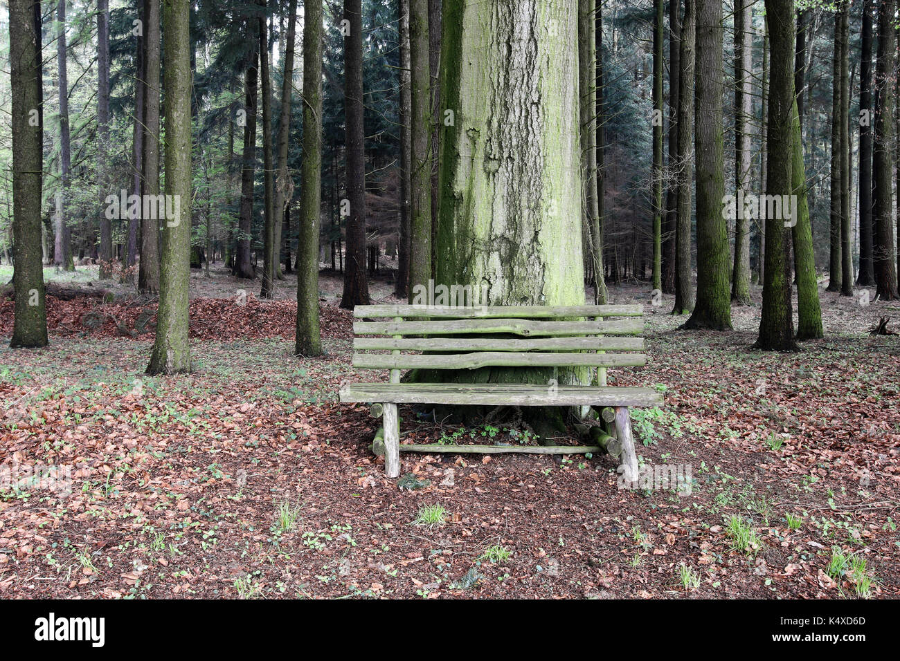 Bank aus Holz im Wald Stockfoto