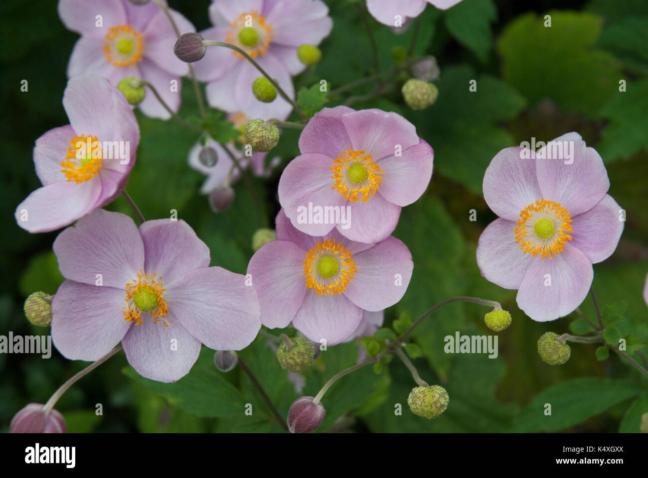 Anemone japonica, Rosa, japanische wind Blüte, im Sommer und Herbst blühen. Stockfoto