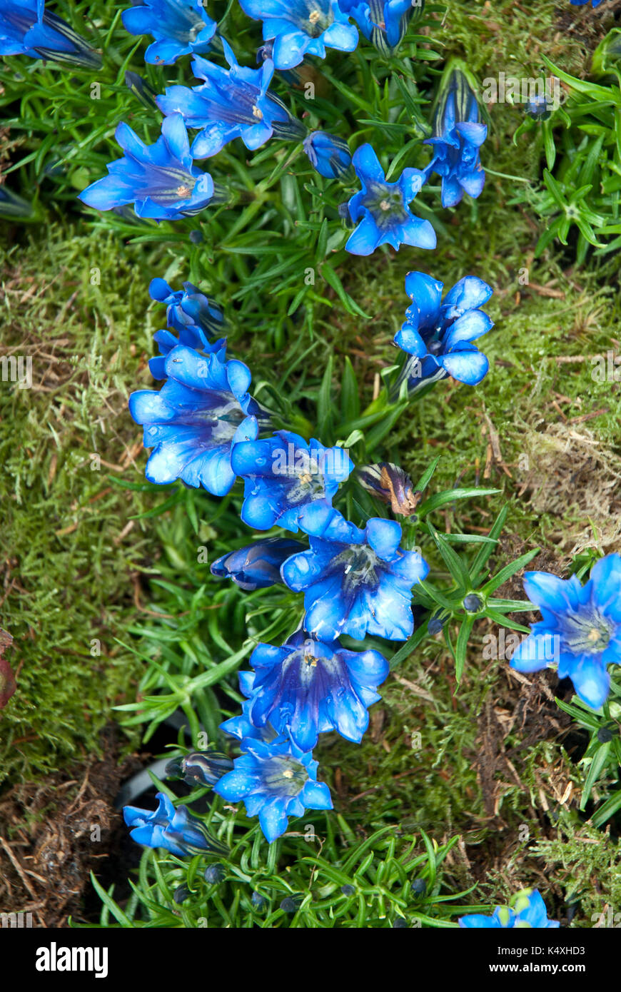 Enzian acaulis Fotos und Bildmaterial in hoher Auflösung Alamy