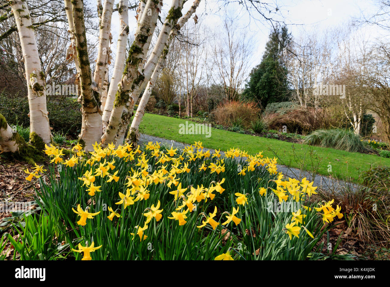 Februar Narcissus 'Gold' fügt ein Spritzen der späten Winter gelb Unter dem silbrigen Rinde von, Betula "Fetisowii" im Garden House, Devon, UK Stockfoto