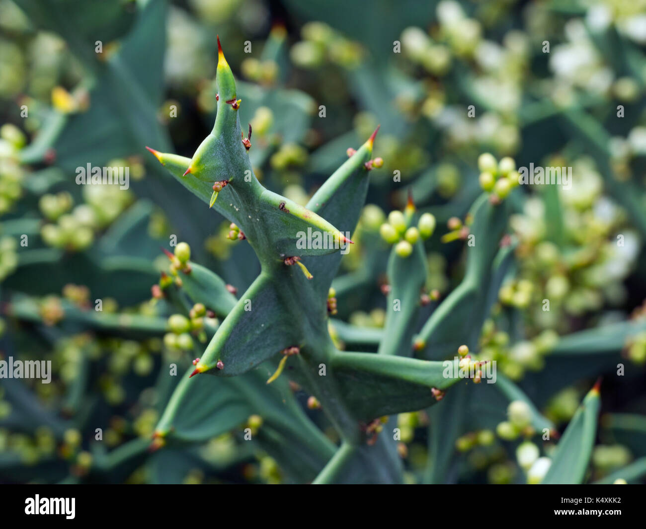 Colletia Paradoxa oder Anker pflanze Uruguay, Brasilien Stockfoto